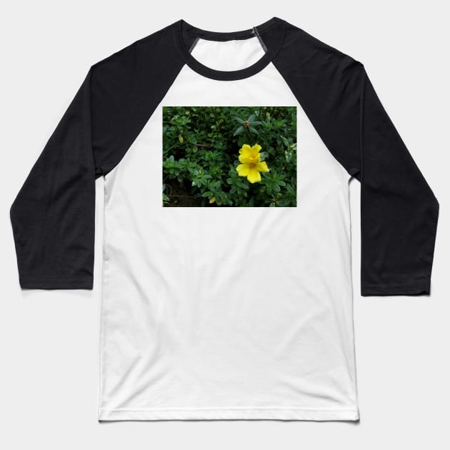 yellow flower in the garden Baseball T-Shirt by likbatonboot